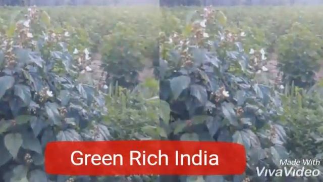 Bixa Orellana (Jafra ) One Year Plantation Contract Farming || plants for sale 08914800965 смотреть онлайн