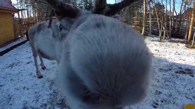 Олений двор, Лопарская. Октябрь 2918