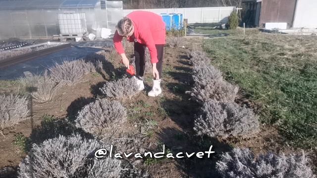 Весенняя обрезка лаванды в Подмосковье.