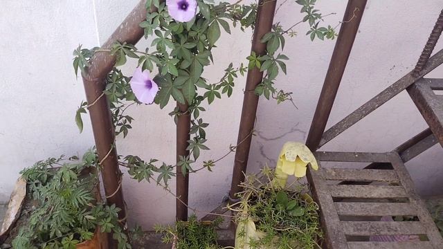 How to grow and care ipomoea / Railway creeper vine best caring tips🍃🍃☘️☘️ смотреть онлайн