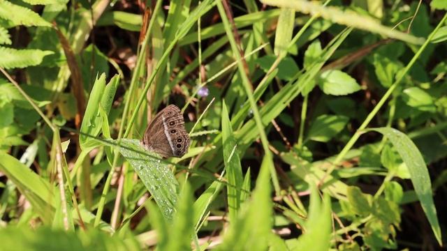 Singapore Wildlife - Brown butterfly смотреть онлайн