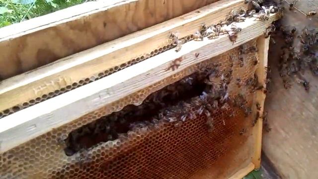 Як вилітає рій з вулика ? смотреть онлайн