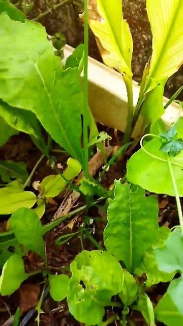radish in terrace garden #shorts #trendingshorts #vuralvideo смотреть онлайн