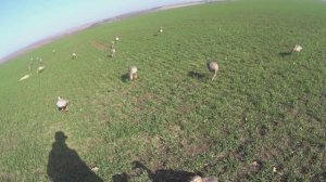 Вечёрка в Татарстане, утрянка в Марий Эл 2025г, гусь свалил(((.