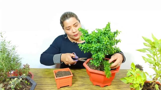 Como Sembrar Menta En Macetas | Facil Y Rapido
