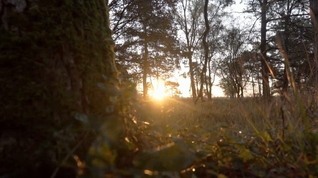 Природа и животный мир. Звуки леса,пение птиц,ностальгия по летним денечкам смотреть онлайн