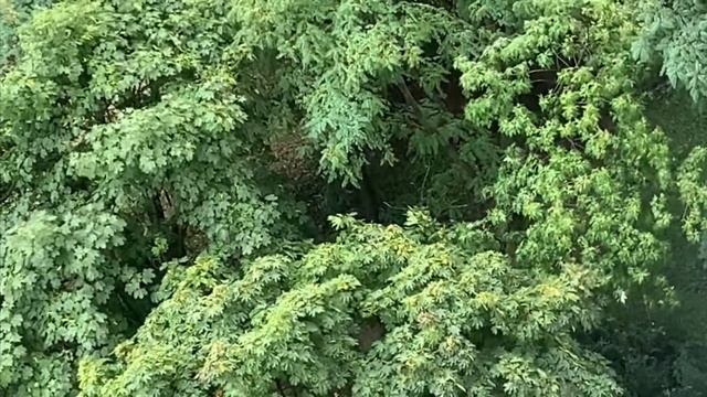 Дождь со Звуками Грома | Звуки природы смотреть онлайн