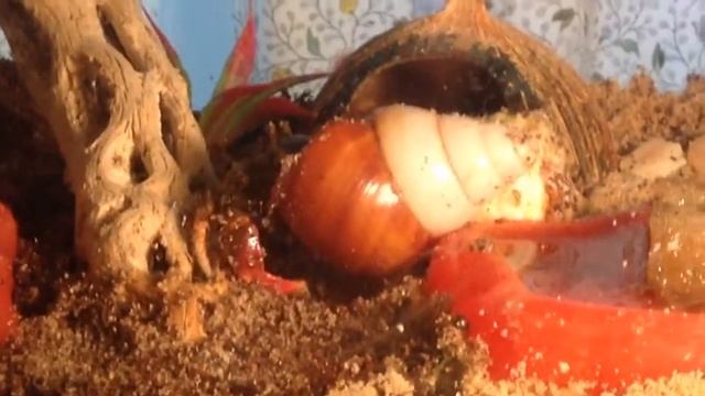 Hermit Crabs Changing Shells Back-to-Back смотреть онлайн