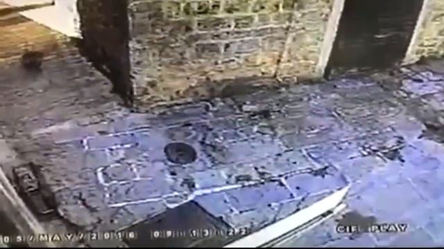 Кошка поймала голубя в полете смотреть онлайн