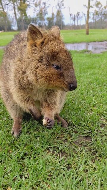 Adam's Australian rodent or marsupial or whatever смотреть онлайн
