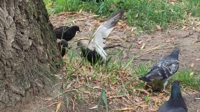 Алевтина Егорова - Белые птицы смотреть онлайн