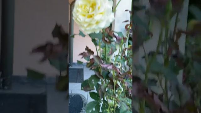 Красотульки мои любимые🥰❤️👍 смотреть онлайн