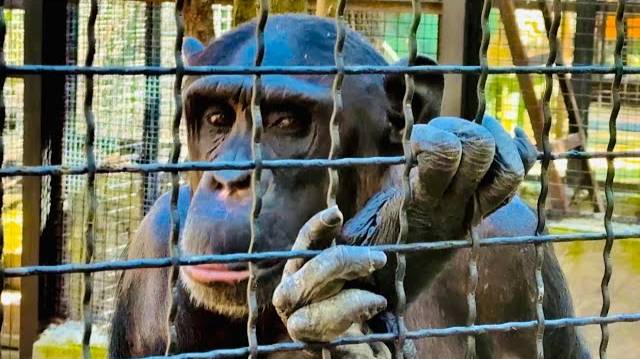 Какие глаза у этой шимпанзе! Может в новом вольере у этой семьи появятся детки? смотреть онлайн