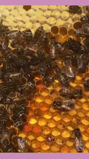 Happy Beez 🐝En Mai 🐝😋🍯