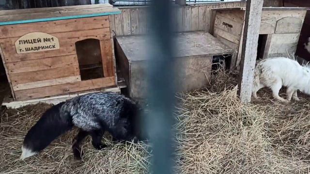 Лисий переполох😂🦊😍❤