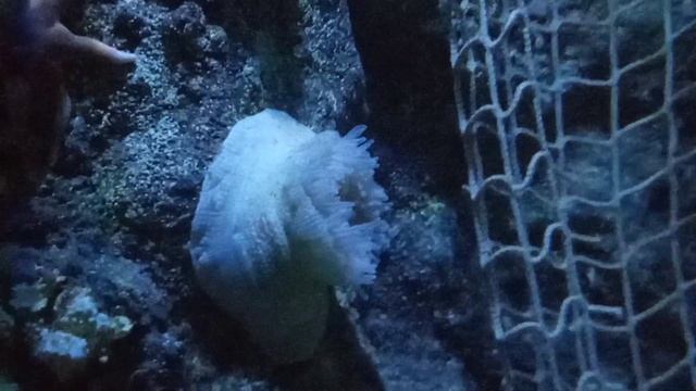 Dahlia Anemone (Urticina felina) смотреть онлайн