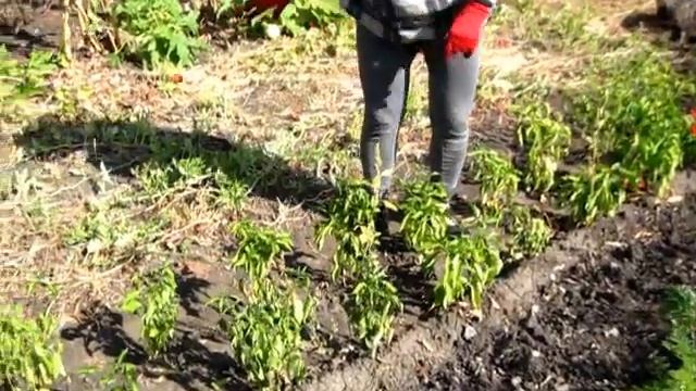 ПЕРЦЫ собираем, убираем грядки смотреть онлайн