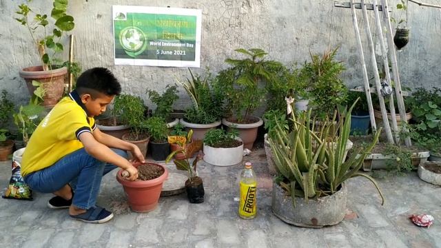 Gardening on World Environment day! Environment Day Par Lagaye Rose & Croton ke Paudhe смотреть онлайн