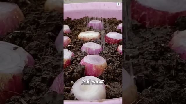 Spring Onion🧅 growing🤭 and harvesting#shorts#onion#youtube смотреть онлайн