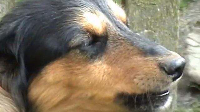 Украинский талант / Singing dog смотреть онлайн