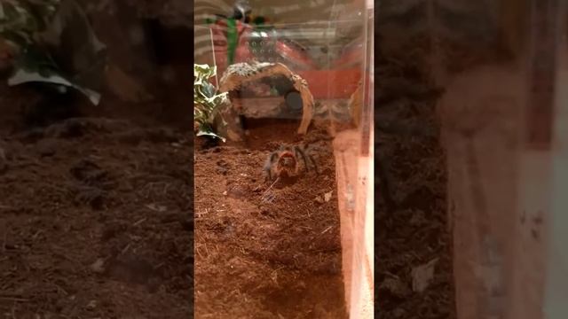 Grammostola Iheringi new enclosure. Tentatively checking out the new digs. смотреть онлайн