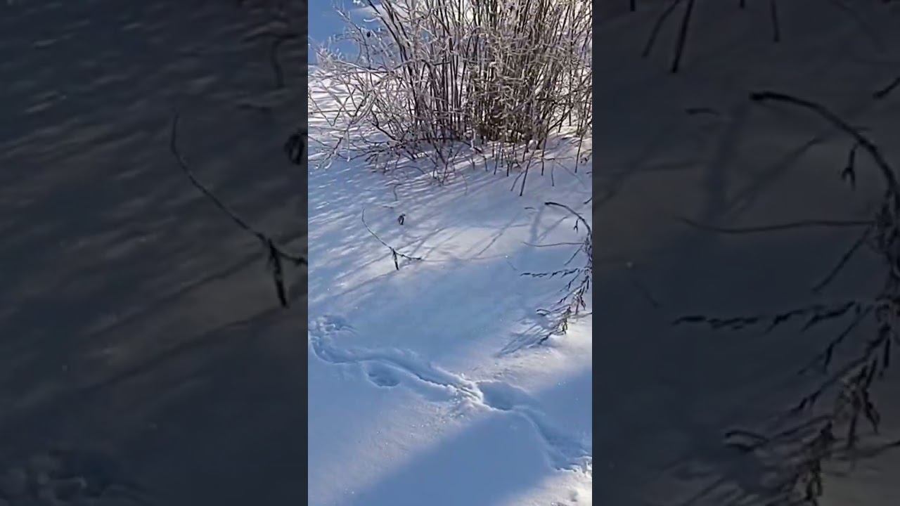 Зимняя красота ❄❄❄ смотреть онлайн