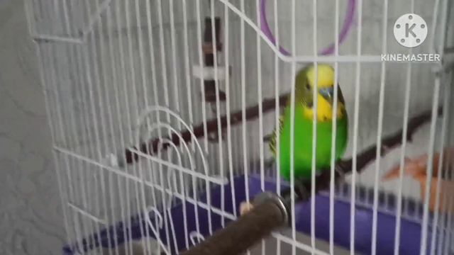 Генеральная уборка у животных😉 смотреть онлайн