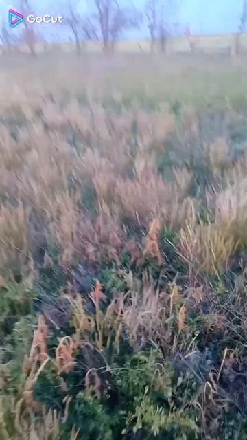 По пути домой , Ёж , попался на дороге !