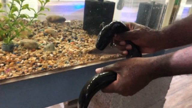 GIANT SALAMANDER Baby Meets MOM смотреть онлайн