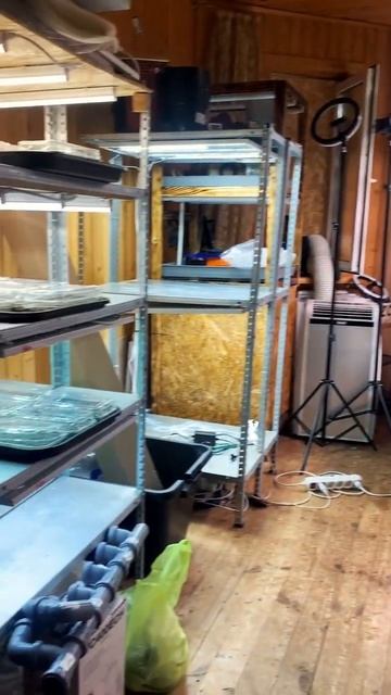 Какая нужна температура и влажность для выращивания микрозелени?! смотреть онлайн