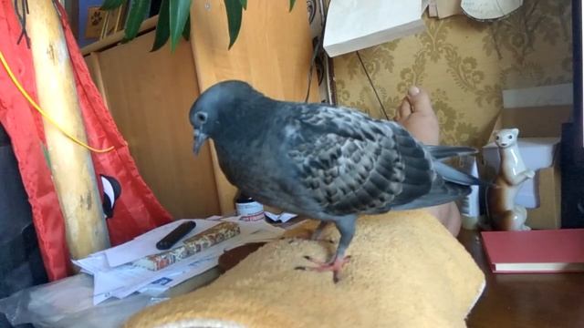 38 день. Топ-топ-топ! Пиии! Пиии! И крылом - херак! И клювом потом ещё - на! Бойкая девчонка выросл