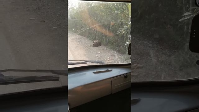 Встреча с медведем смотреть онлайн