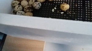 Первая инкубация перепелов в инкубаторе "Несушка"