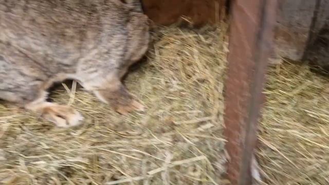 Великани! Окроли Великанів. #тварини #животные #кролики