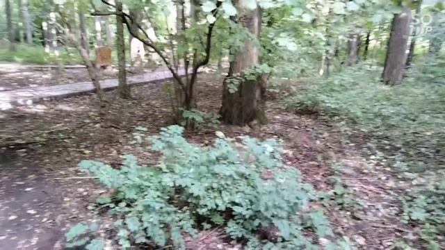 падают желуди#старыйдуб#бирюлевовосточное #яприглашаювасгулять смотреть онлайн