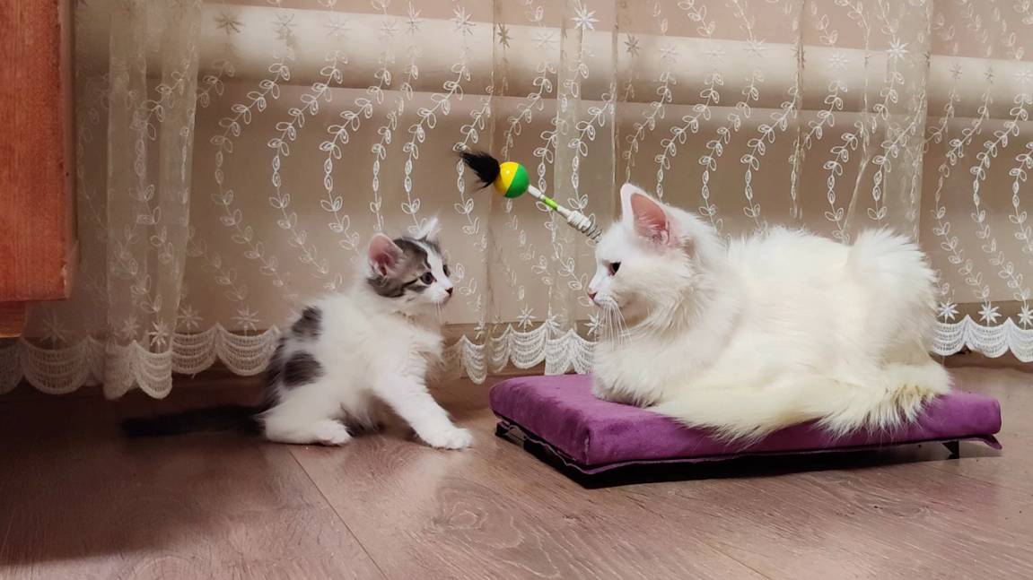 Заботливая мама-кошка и веселые котята. Милая кошачья семья. смотреть онлайн