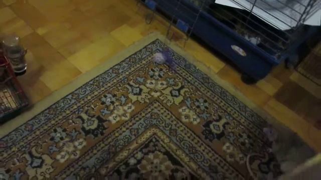 Крысы не хотят играть