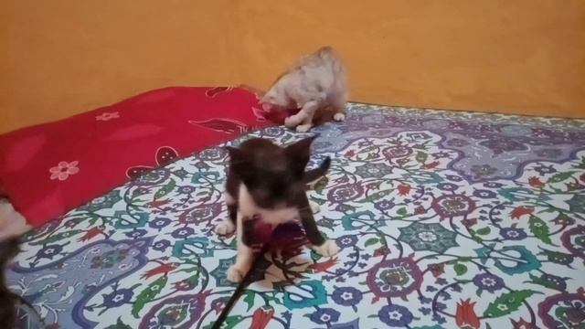 the cutest kitten playing with toys #catplaying #catbehavior смотреть онлайн
