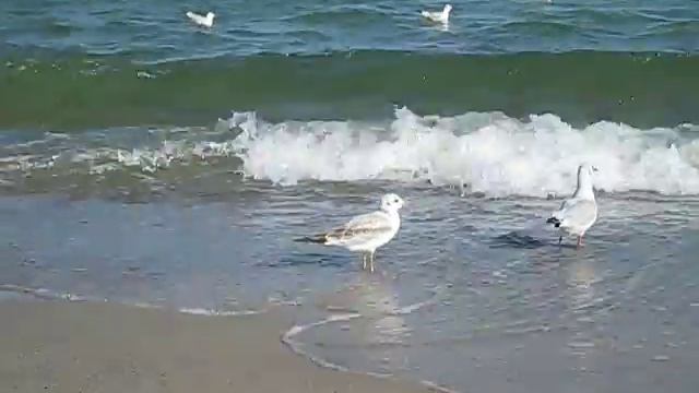 море, чайки, Одесса смотреть онлайн