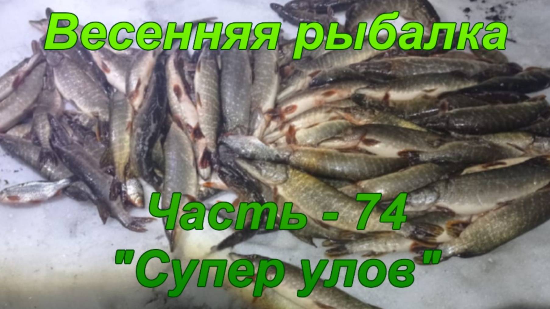 Весенняя рыбалка. Часть - 74. "Супер улов". смотреть онлайн