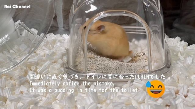 トイレに大急ぎするハムスター【オモシロ映像】ジャンガリアンハムスタープディング