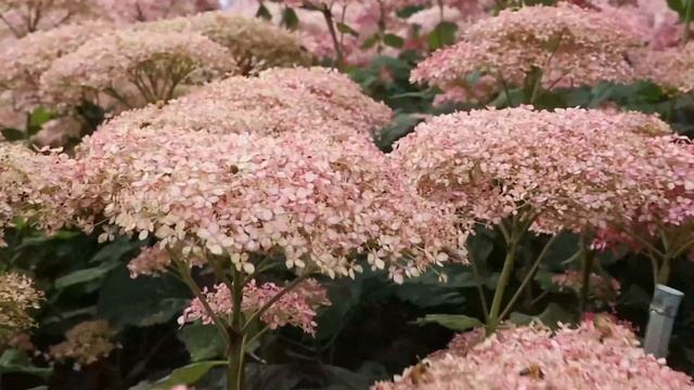 Hydrangea Paradise (수국 천국)