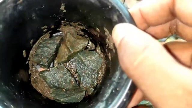 Christmas Cactus Plant / Christmas Cactus potting mix / Christmas Cactus soil mix kese banaein ... смотреть онлайн