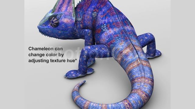 Chameleon 3D Model - Color Colour