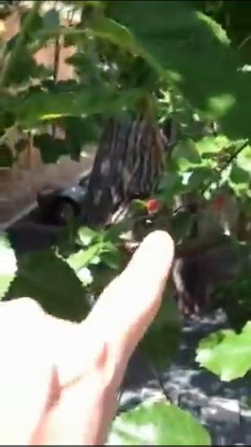 Mulberry Tree Morus (plant) or Shahtoot Tree смотреть онлайн