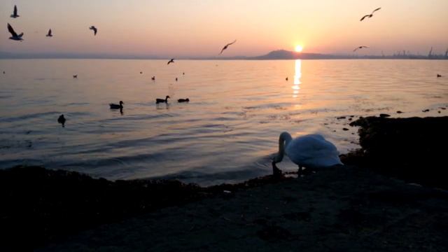 Кормление чаек. Море и лебедь. смотреть онлайн