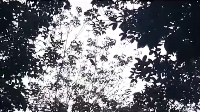 first time see Rhinoceros hornbill (burung kenyalang) in our own place #sabah смотреть онлайн