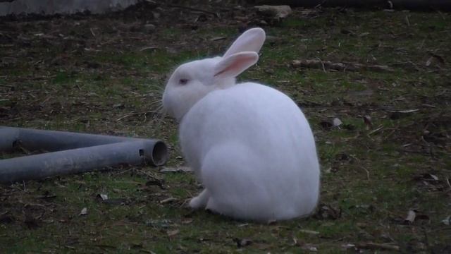 Hurry White Rabbit - You're Going To Be Late смотреть онлайн