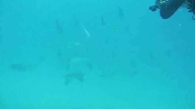 Vilanculos - Mozambique - A Day With Odyssea Dive