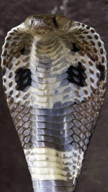 भारत का सबसे ख़तरनाक सांप venomous snake of india #Shorts смотреть онлайн
